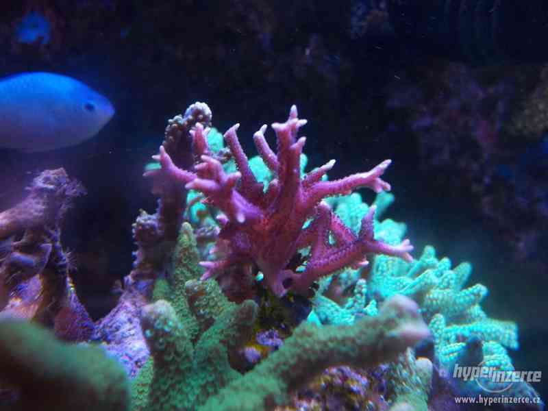 fragy mořských korálnatců - foto 2
