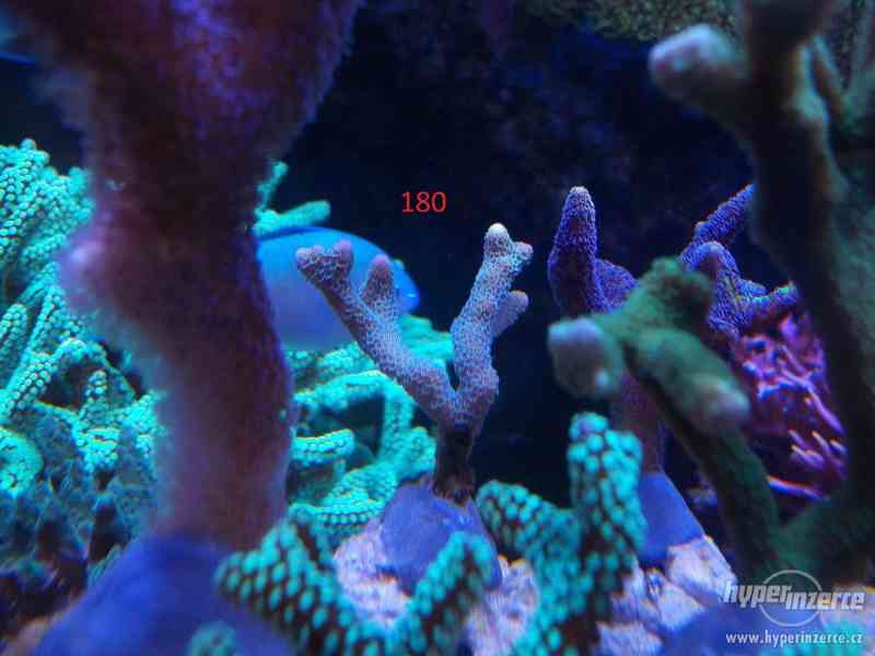 fragy mořských korálnatců - foto 3