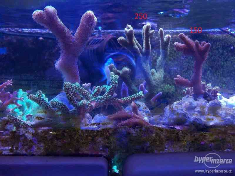 fragy mořských korálnatců - foto 4