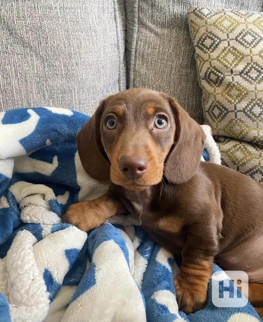 Prodám štěňátko Jezevčík, hladkosrstý fenečka. - foto 1