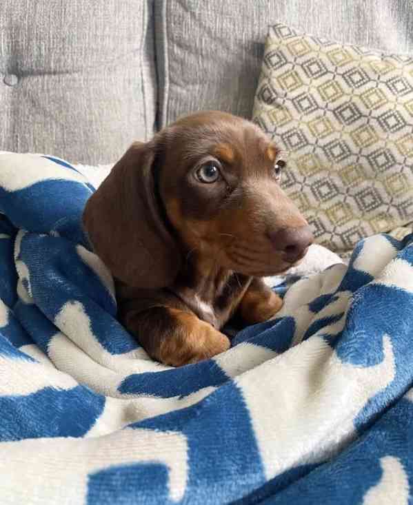 Prodám štěňátko Jezevčík, hladkosrstý fenečka. - foto 2