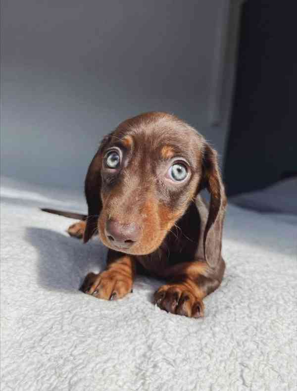 Prodám štěňátko Jezevčík, hladkosrstý fenečka. - foto 4