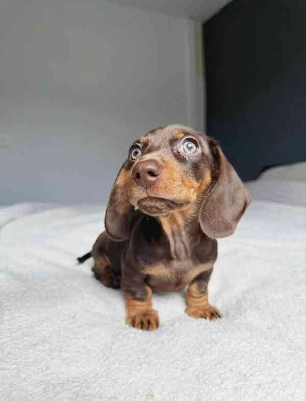 Prodám štěňátko Jezevčík, hladkosrstý fenečka. - foto 5