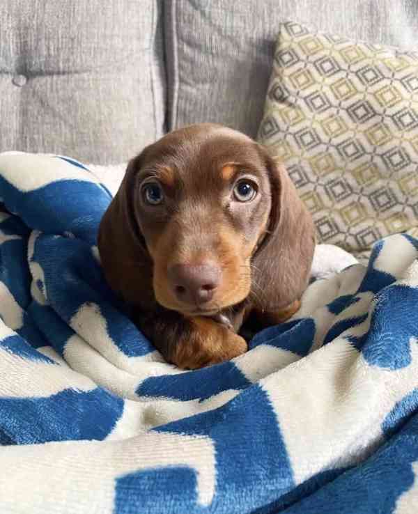 Prodám štěňátko Jezevčík, hladkosrstý fenečka. - foto 3