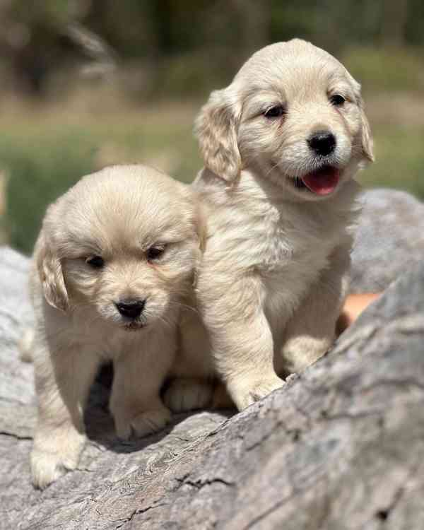 Tato štěňata zlatého retrívra registrovaná - foto 1