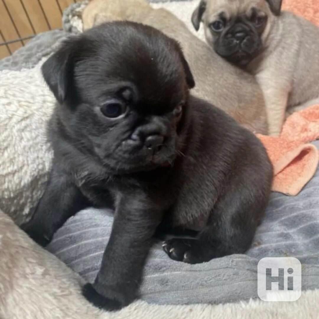 Dárek zdarma  krásná štěňata mopse k adopci   - foto 1