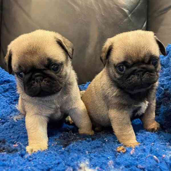Dárek zdarma  krásná štěňata mopse k adopci   - foto 2