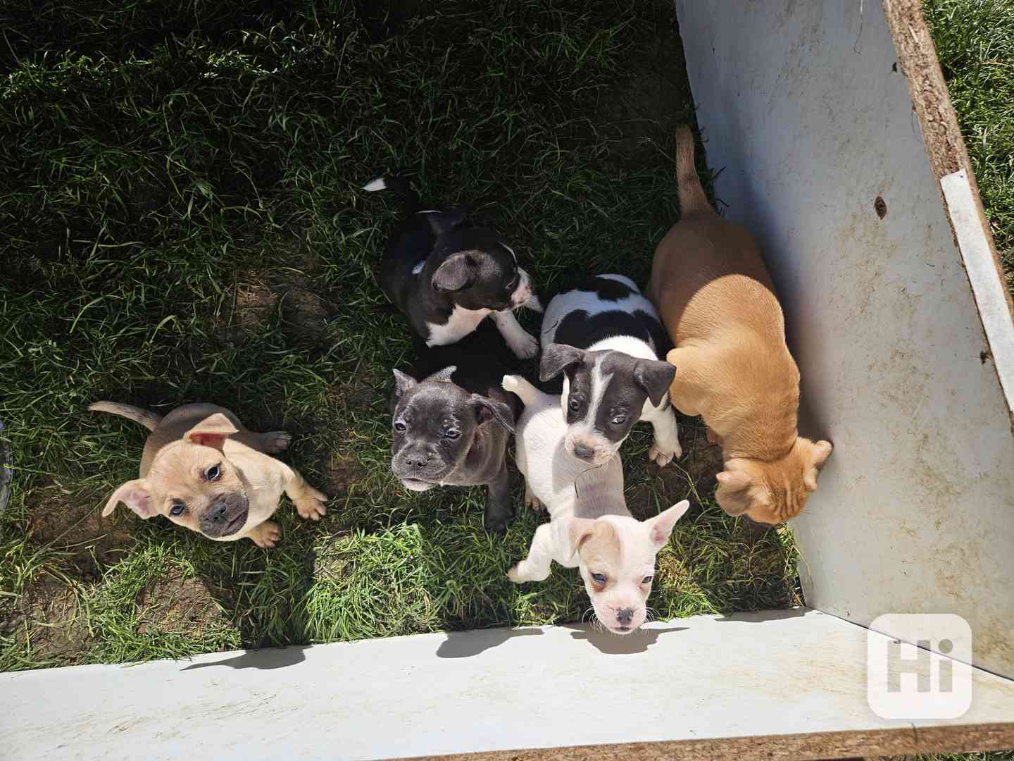 Jack russel terier  - foto 1