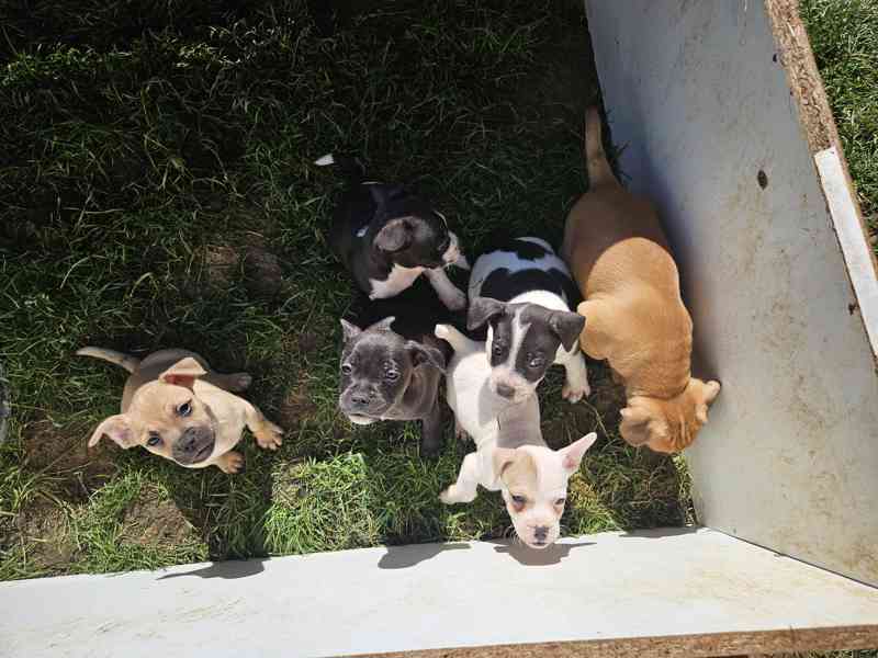 Jack russel terier - foto 1