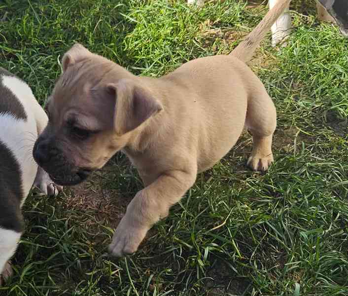 Jack russel terier - foto 6