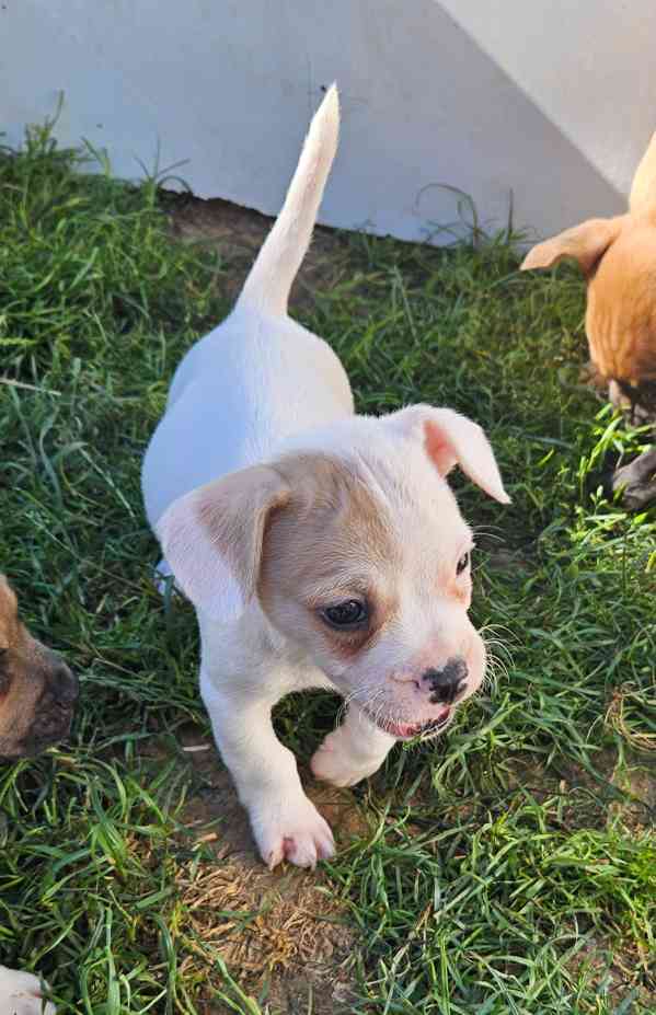Jack russel terier - foto 9