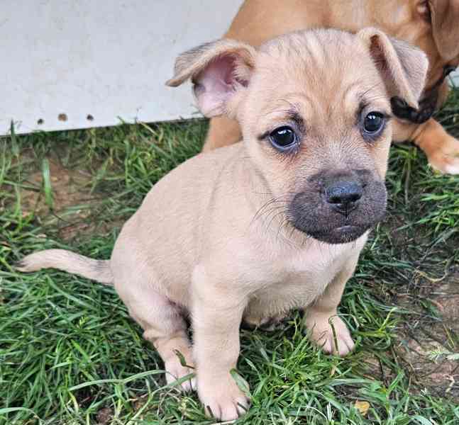Jack russel terier - foto 12