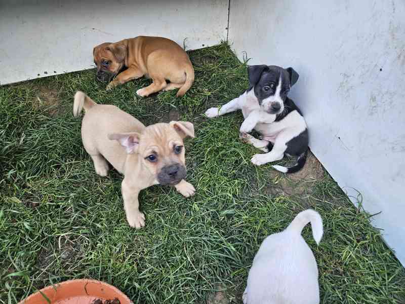 Jack russel terier - foto 15