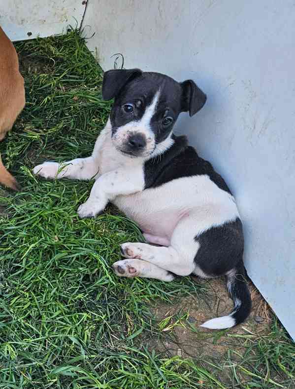 Jack russel terier - foto 14