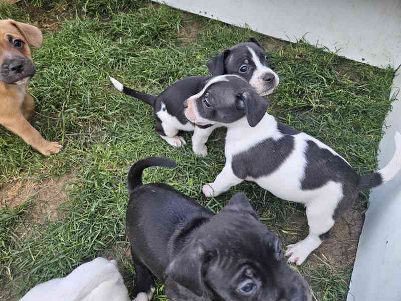 Jack russel terier - foto 10