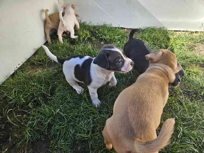 Jack russel terier - foto 3