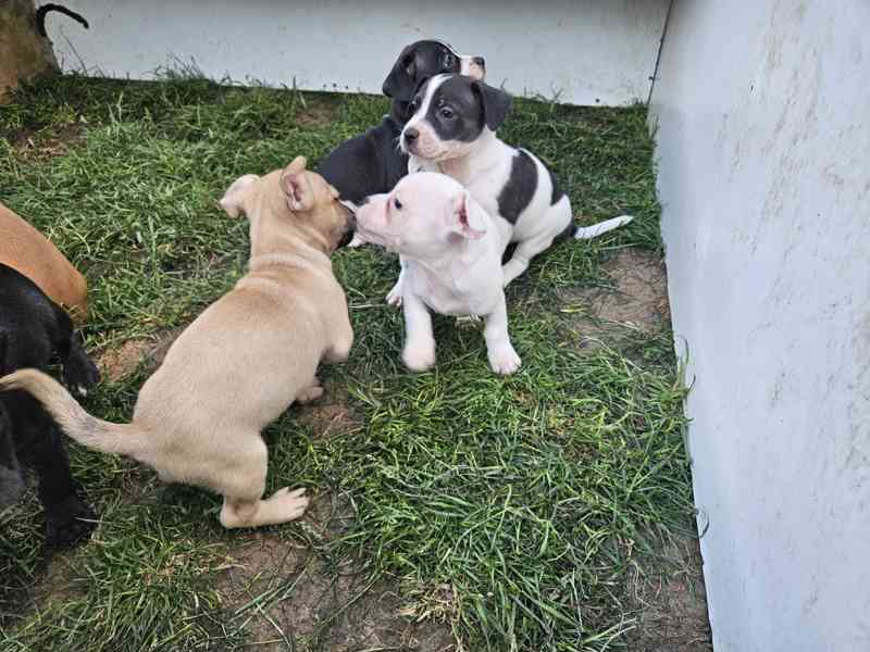 Jack russel terier - foto 11