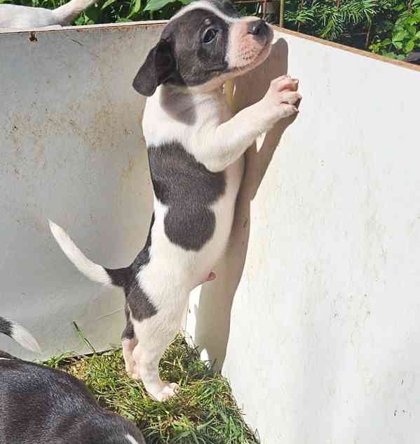 Jack russel terier - foto 8