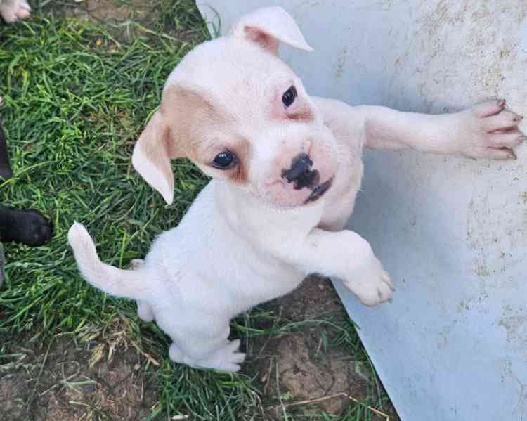 Jack russel terier - foto 13