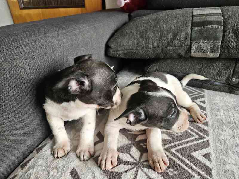 Jack russel terier - foto 4