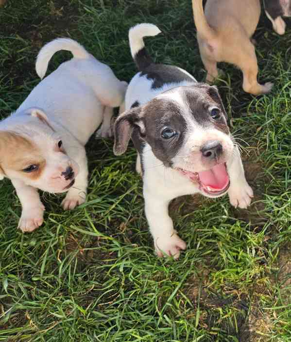 Jack russel terier - foto 5