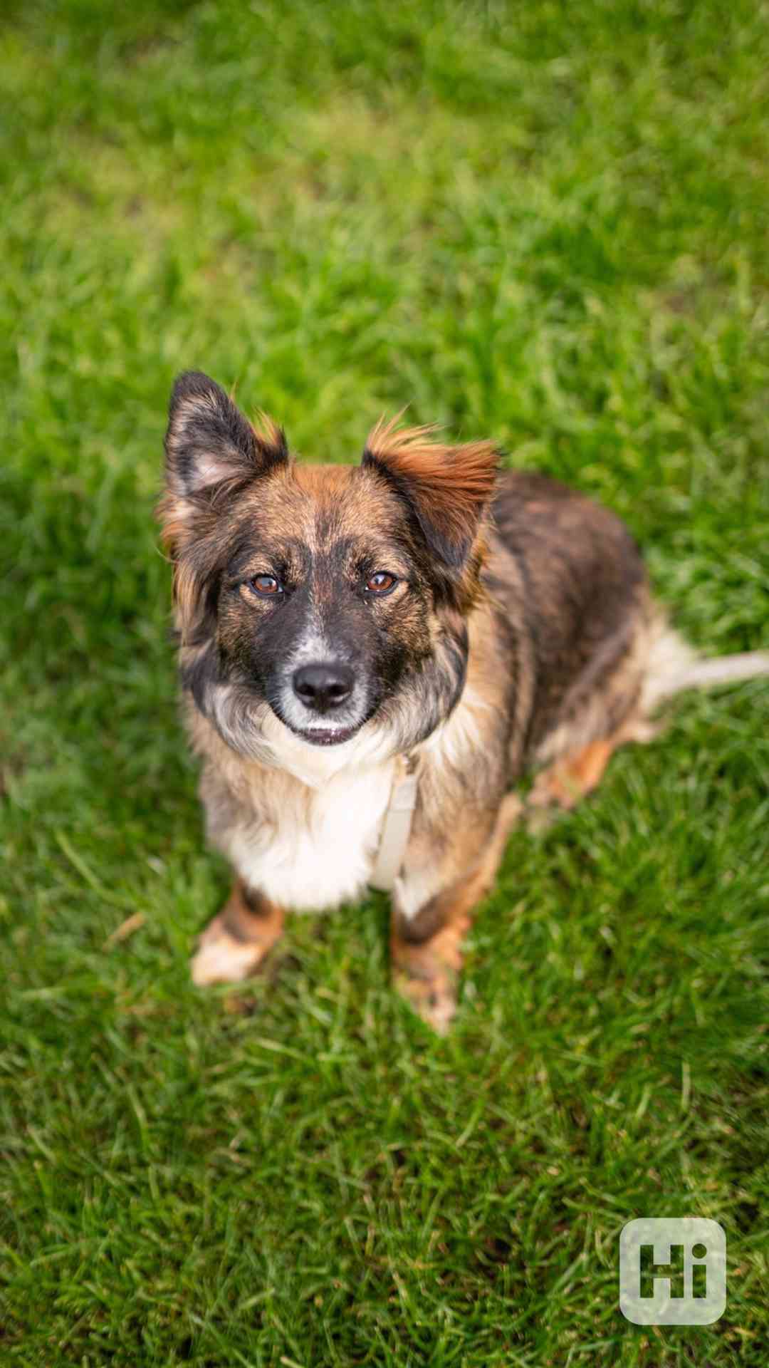 Louisa - štěně, hodná holka, 1 rok - foto 1