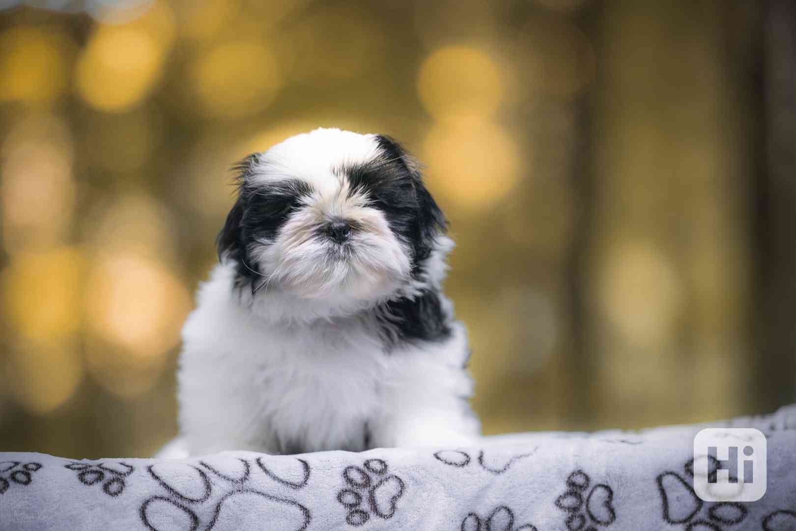 Shih-tzu volný chlapeček s PP - foto 1