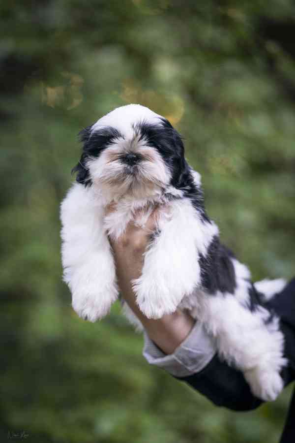 Shih-tzu volný chlapeček s PP - foto 6