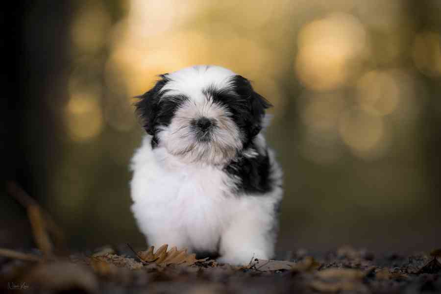 Shih-tzu volný chlapeček s PP - foto 2