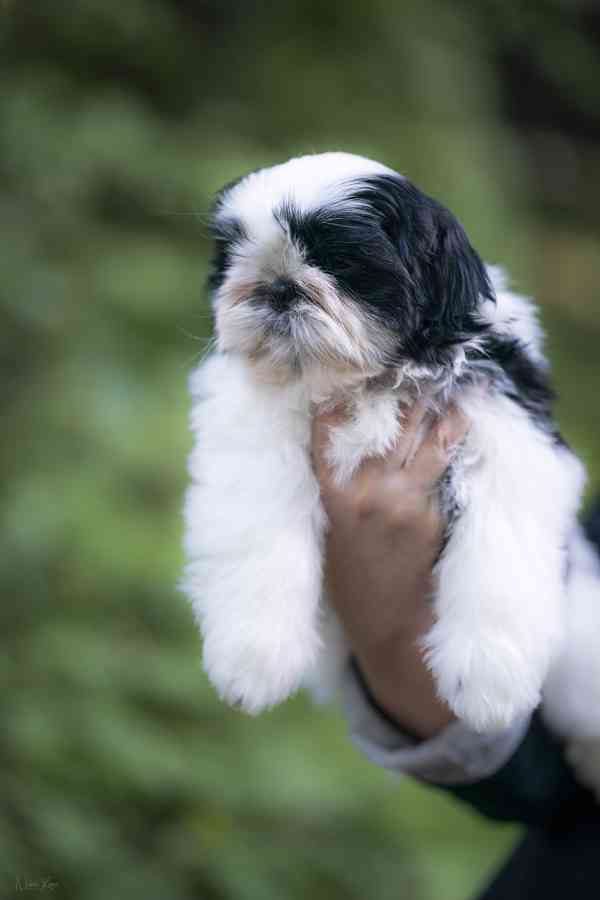 Shih-tzu volný chlapeček s PP - foto 5