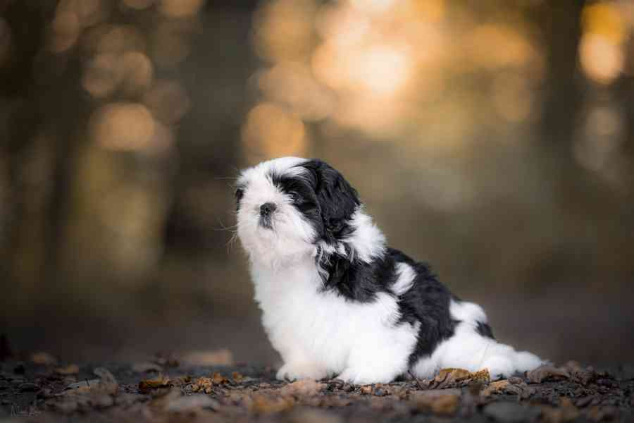 Shih-tzu volný chlapeček s PP - foto 4