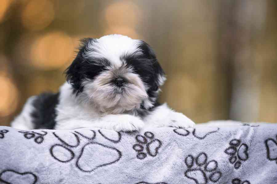 Shih-tzu volný chlapeček s PP - foto 3