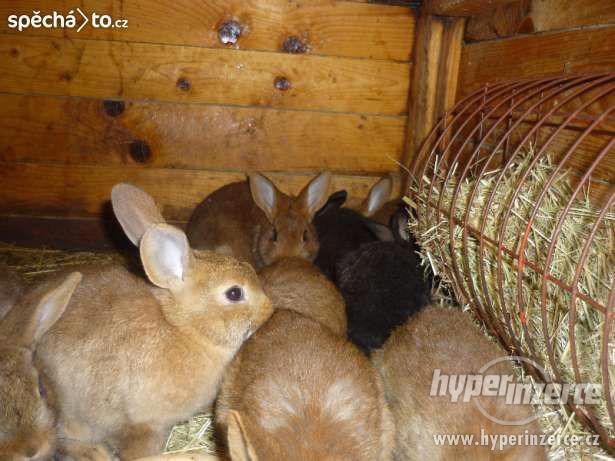 Králíci na chov nebo dokrmení - foto 5