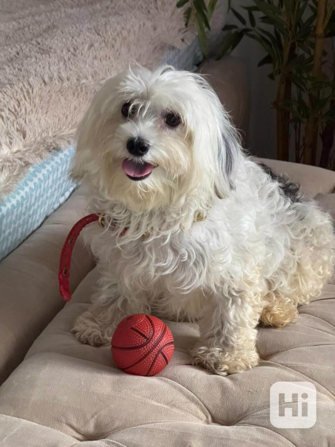 OTTIME NOTIZIE! Sono arrivati ​​nuovi cuccioli di Havanese! - foto 1