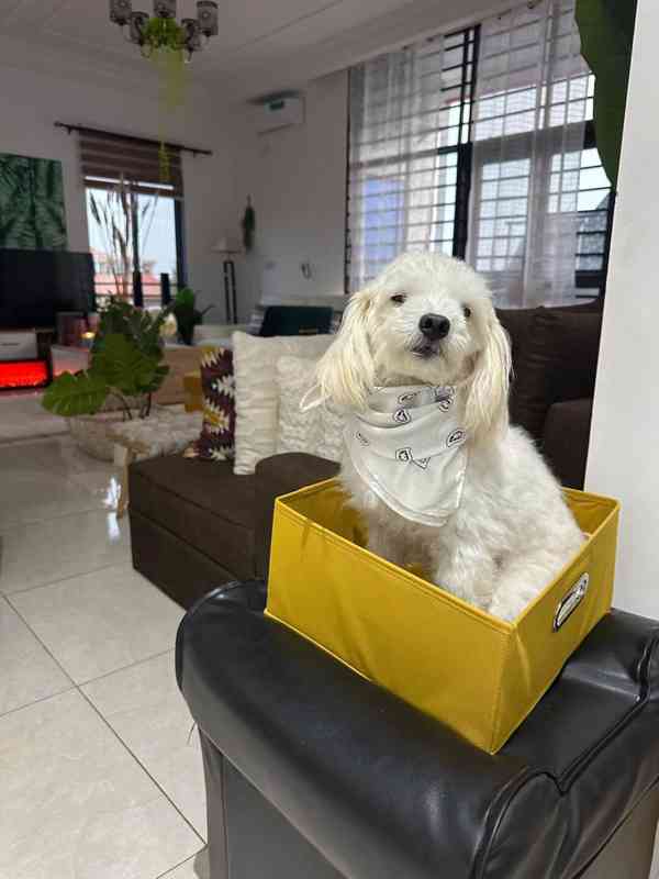 OTTIME NOTIZIE! Sono arrivati ​​nuovi cuccioli di Havanese! - foto 4