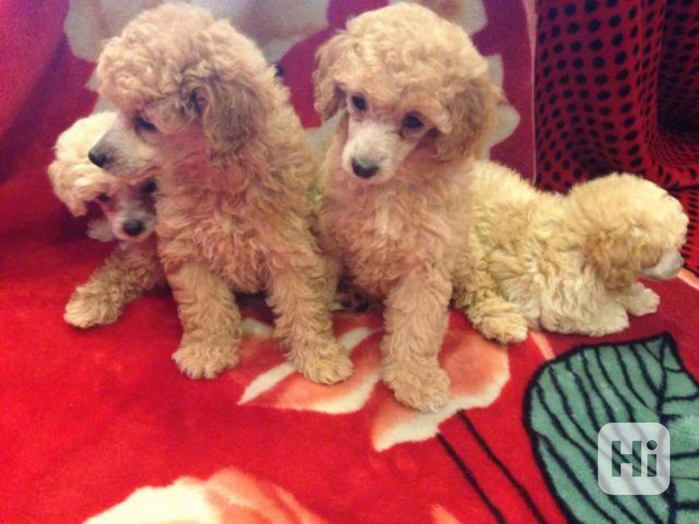 Štěňata toy pudla na prodej - foto 1