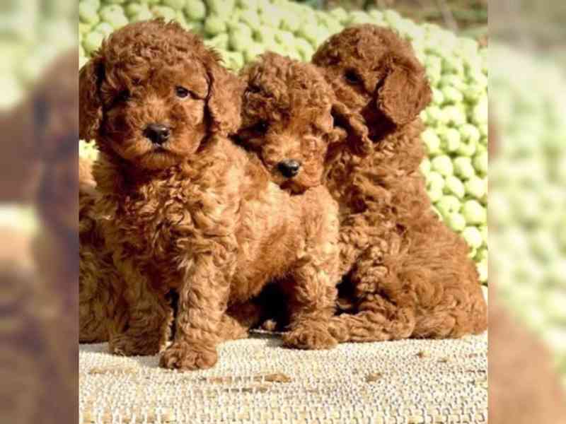 Štěňata toy pudla na prodej - foto 2