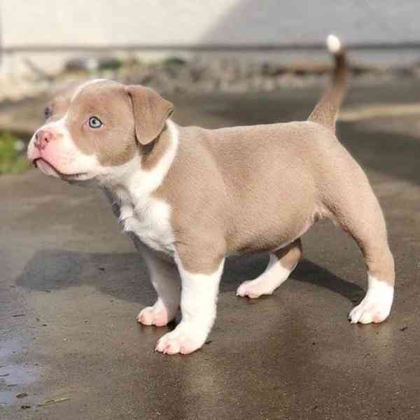 Americký pitbull - foto 2