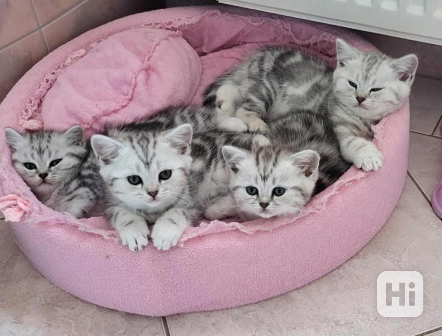 British kittens - WHISKAS - foto 1