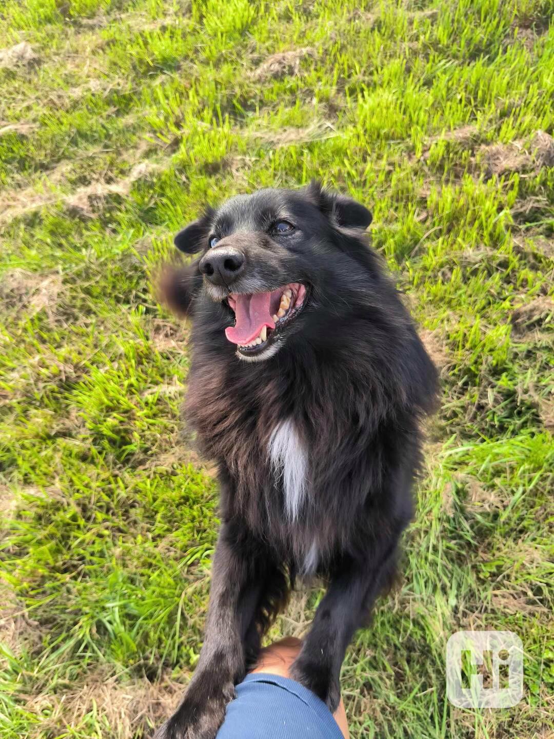 Rexík ❤ vzácný špic ❤ - foto 1