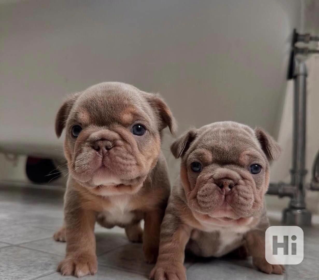 Štěňata francouzského buldočka k adopci.  - foto 1