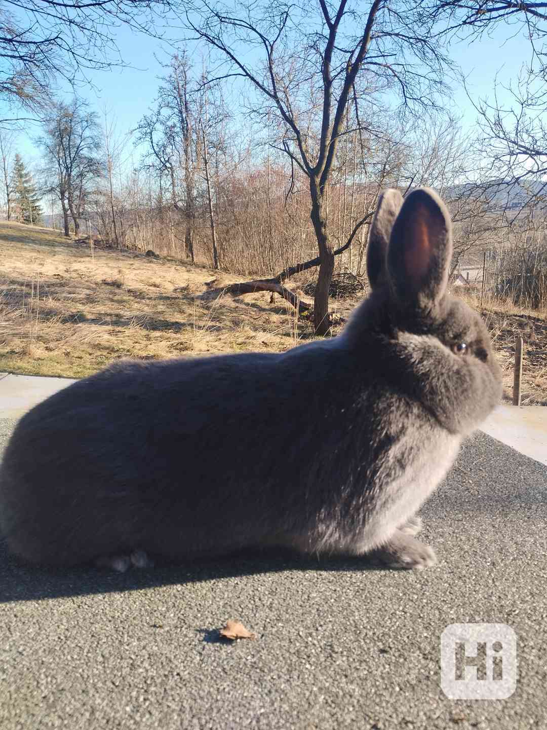 Králík - foto 1