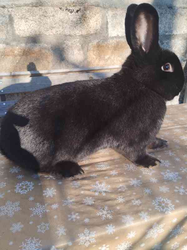 Králík - foto 3