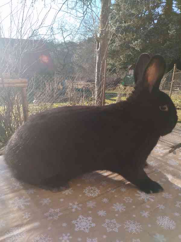 Králík - foto 4