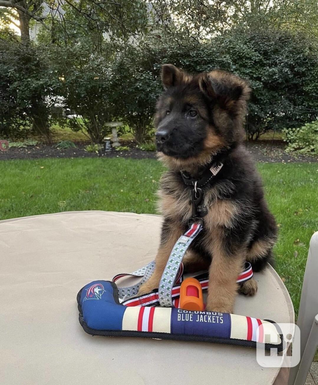 German Shepherd - foto 1