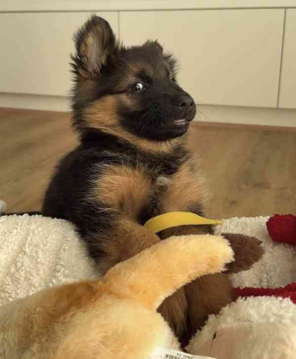 German Shepherd - foto 3