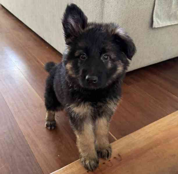 German Shepherd - foto 2