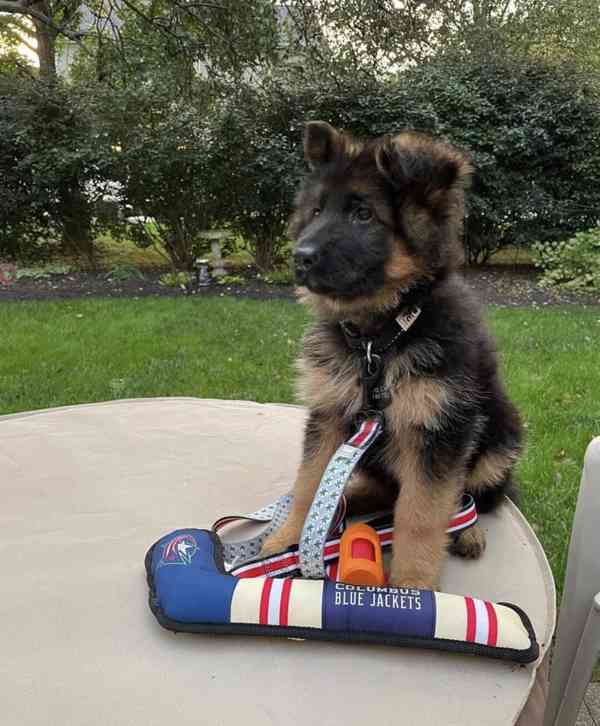 German Shepherd - foto 1