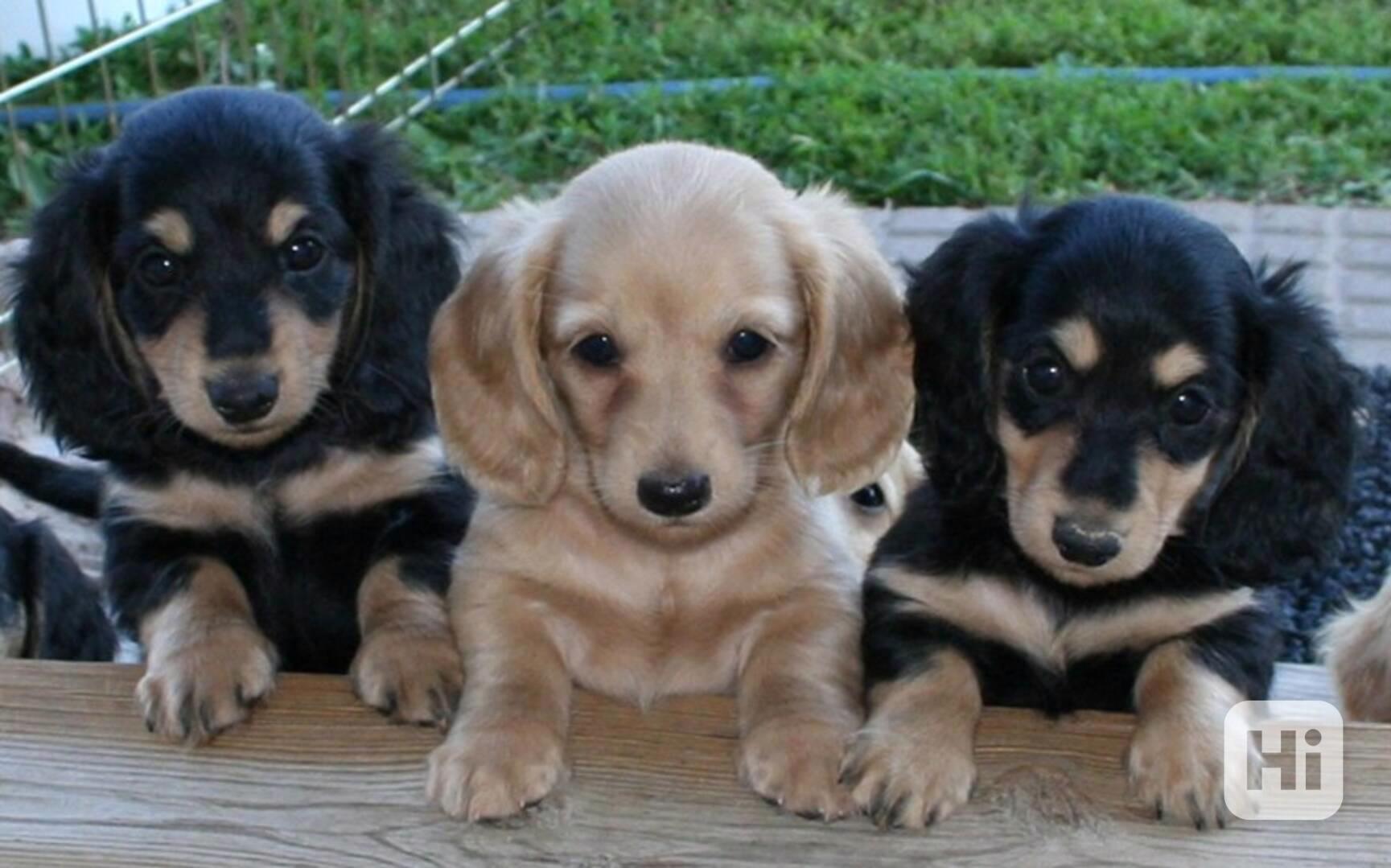 Dachshund - Charley - foto 1