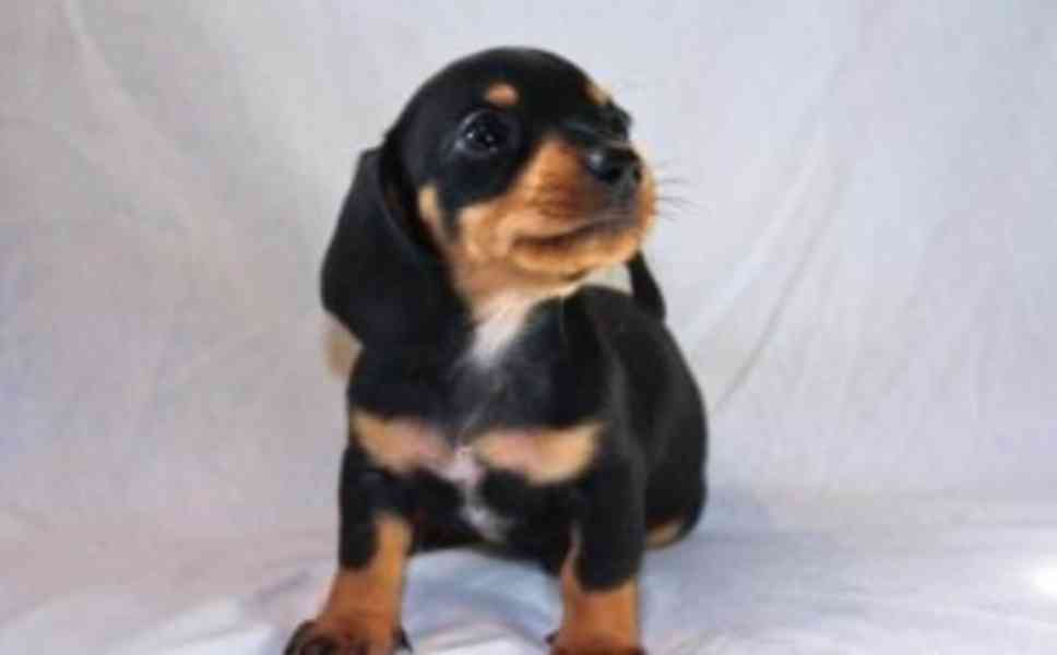 Dachshund - Charley - foto 2